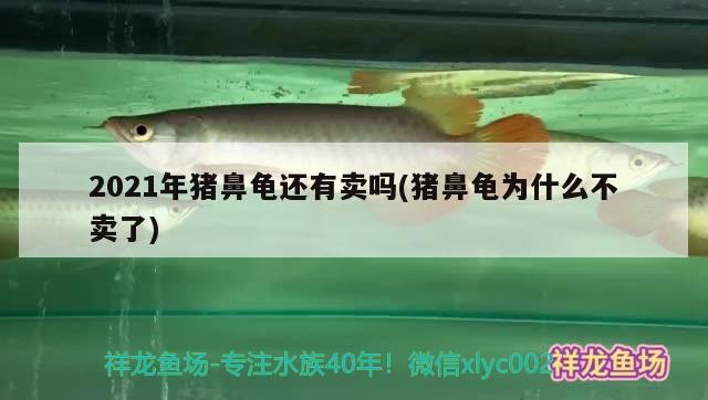 2021年豬鼻龜還有賣嗎(豬鼻龜為什么不賣了)