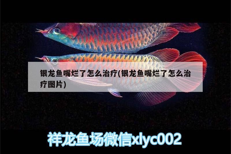 銀龍魚嘴爛了怎么治療(銀龍魚嘴爛了怎么治療圖片)