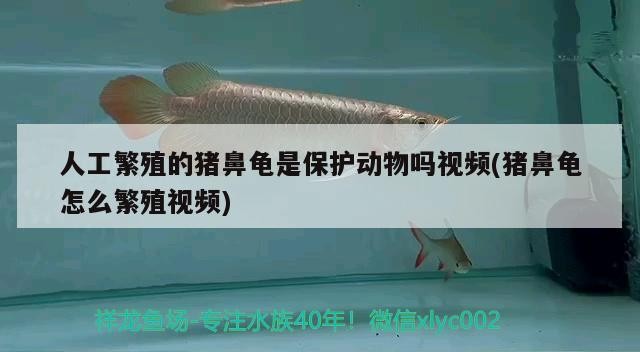 人工繁殖的豬鼻龜是保護動物嗎視頻(豬鼻龜怎么繁殖視頻)