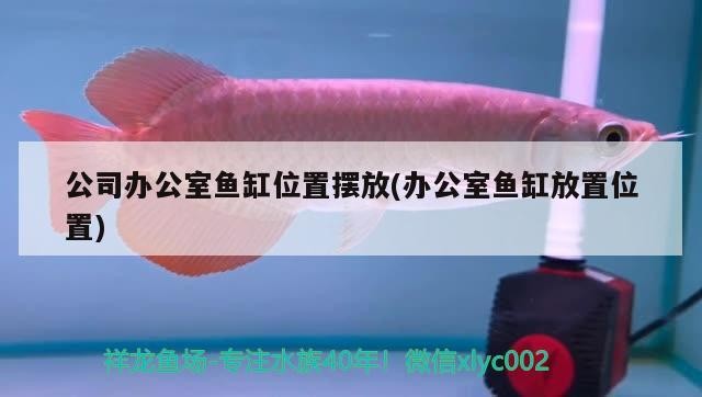 公司辦公室魚缸位置擺放(辦公室魚缸放置位置)
