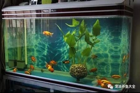 大魚缸一般養什么魚最好：大魚缸養魚需要考慮到大魚缸的大魚缸養魚需要注意什么