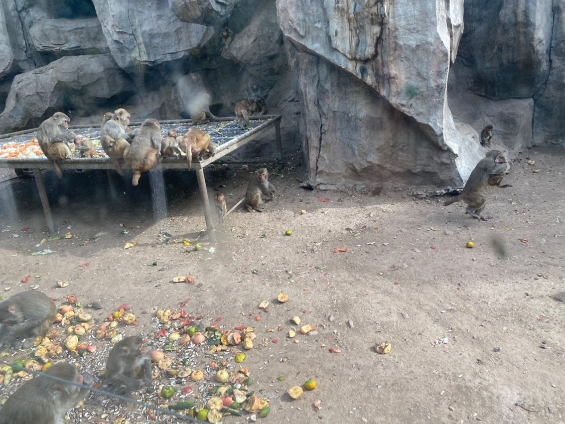 游玩動物園