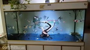 博特魚缸廠家在哪里