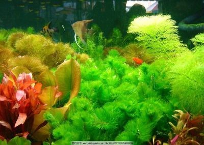 草魚 魚缸：將草魚放入家庭使用的魚缸中養(yǎng)殖可行嗎？
