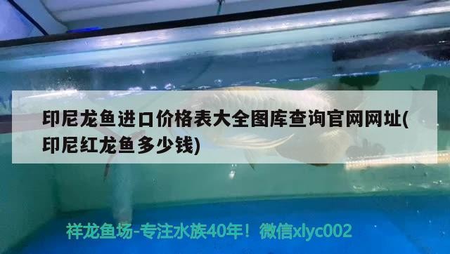 印尼龍魚進口價格表大全圖庫查詢官網網址(印尼紅龍魚多少錢)