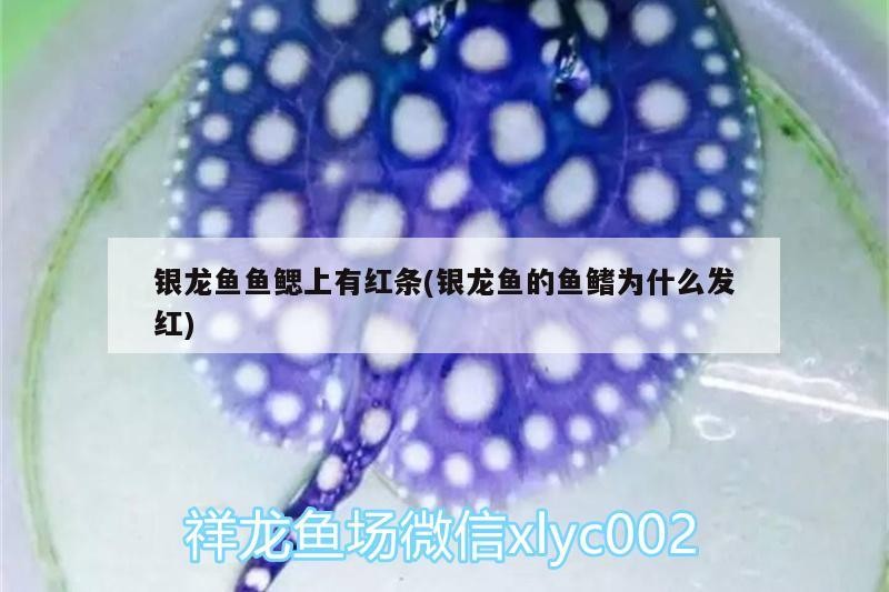 銀龍魚魚鰓上有紅條(銀龍魚的魚鰭為什么發紅)