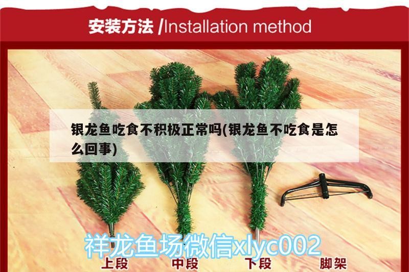 銀龍魚吃食不積極正常嗎(銀龍魚不吃食是怎么回事)