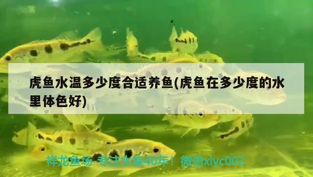 虎魚水溫多少度合適養(yǎng)魚(虎魚在多少度的水里體色好)