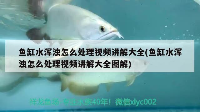 魚缸水渾濁怎么處理視頻講解大全(魚缸水渾濁怎么處理視頻講解大全圖解)