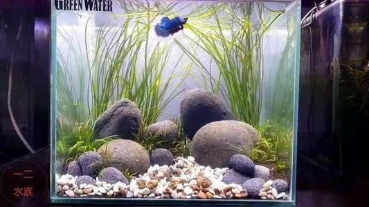 鵝卵石放魚缸有什么好處嗎：鵝卵石放魚缸有什么好處？