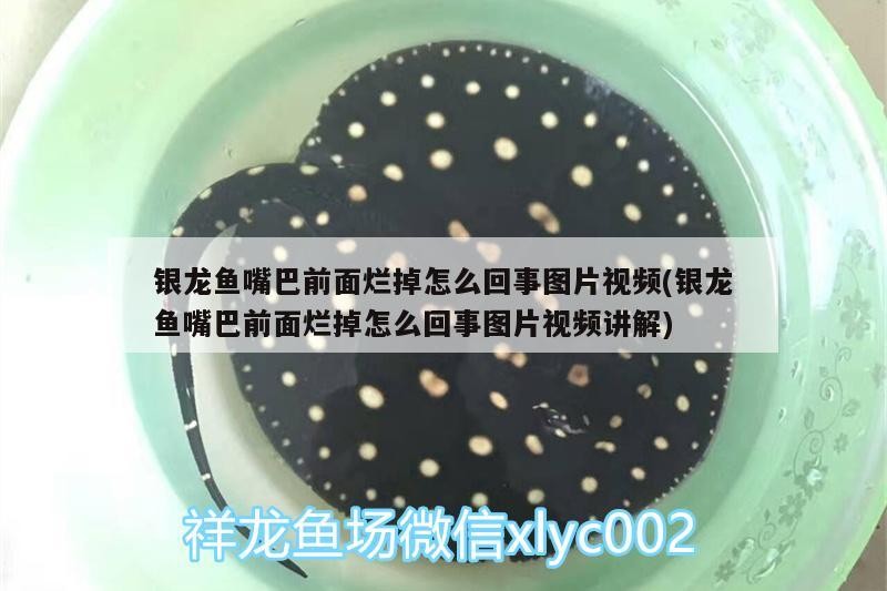 銀龍魚(yú)嘴巴前面爛掉怎么回事圖片視頻(銀龍魚(yú)嘴巴前面爛掉怎么回事圖片視頻講解)