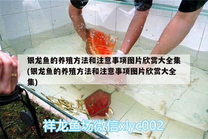 銀龍魚的養殖方法和注意事項圖片欣賞大全集(銀龍魚的養殖方法和注意事項圖片欣賞大全集)