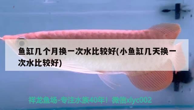 飼料 魚缸幾個月換一次水比較好(小魚缸幾天換一次水比較好) 紅龍魚百科 魚缸幾個月換一次水比較好(小魚缸幾天換一次水比較好) 魚缸幾個月換一次水比較好(小魚缸幾天換一次水比較好) 紅龍魚百科