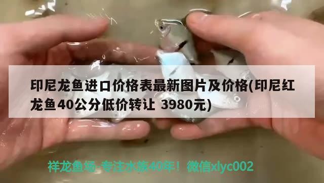 印尼龍魚進口價格表最新圖片及價格(印尼紅龍魚40公分低價轉讓3980元)