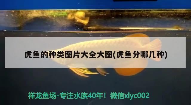 虎魚的種類圖片大全大圖(虎魚分哪幾種)
