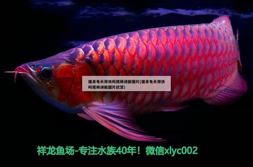 豬鼻龜長得快嗎視頻講解圖片(豬鼻龜長得快嗎視頻講解圖片欣賞)
