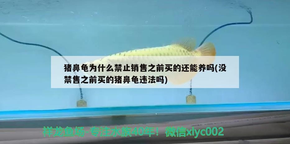 豬鼻龜為什么禁止銷售之前買的還能養嗎(沒禁售之前買的豬鼻龜違法嗎)