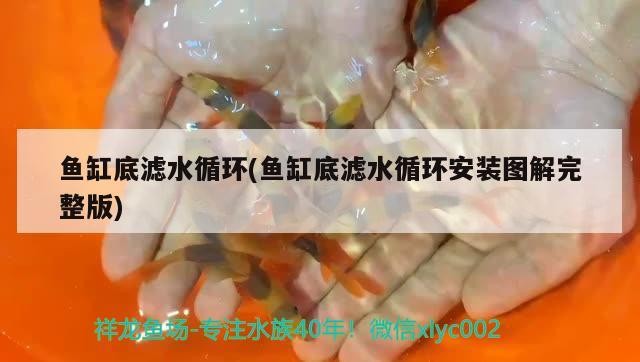 魚缸底濾水循環(魚缸底濾水循環安裝圖解完整版)