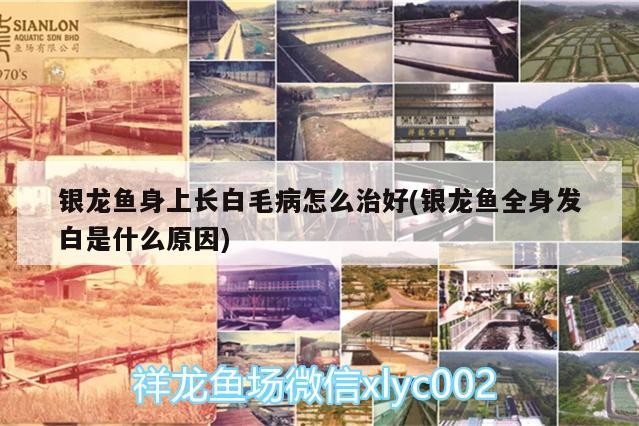 銀龍魚身上長白毛病怎么治好(銀龍魚全身發白是什么原因)