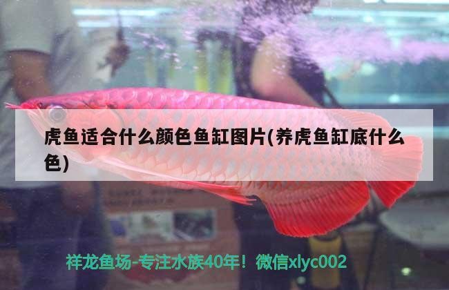 虎魚適合什么顏色魚缸圖片(養虎魚缸底什么色)