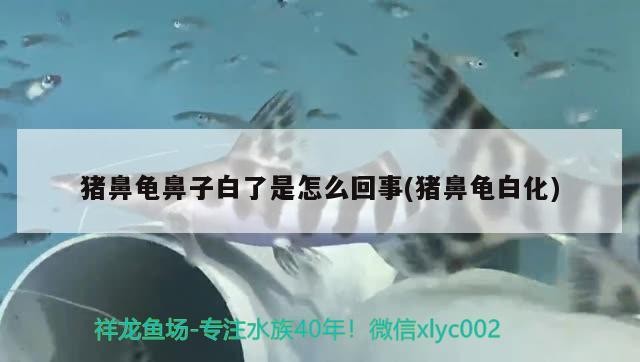 豬鼻龜鼻子白了是怎么回事(豬鼻龜白化)