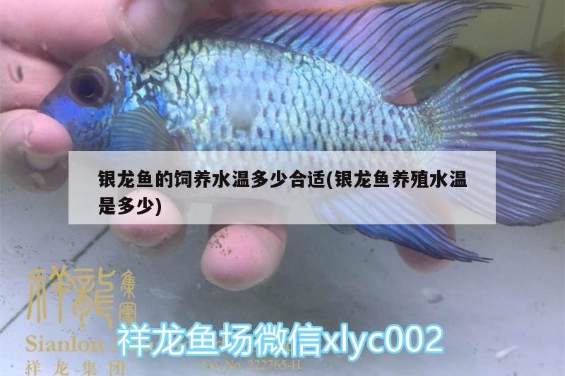 銀龍魚的飼養水溫多少合適(銀龍魚養殖水溫是多少)