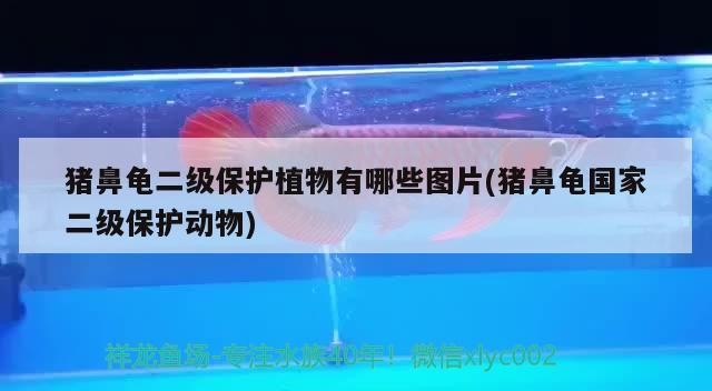 豬鼻龜二級(jí)保護(hù)植物有哪些圖片(豬鼻龜國家二級(jí)保護(hù)動(dòng)物)