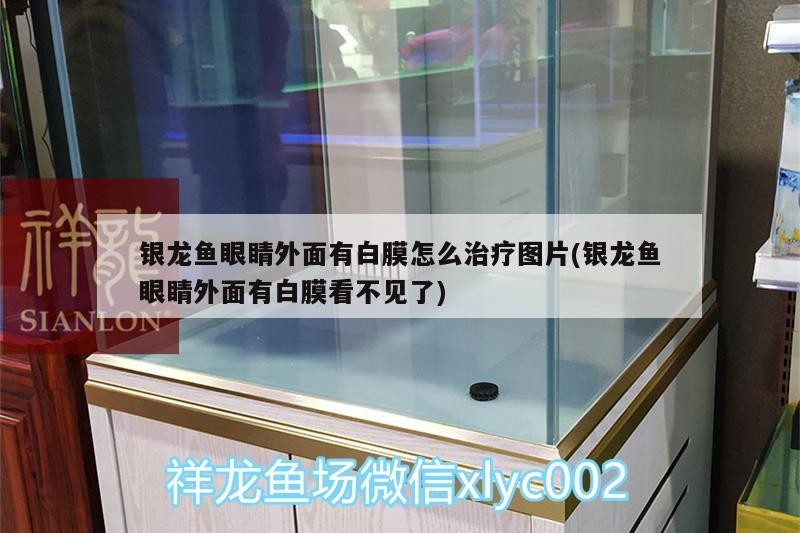 銀龍魚眼睛外面有白膜怎么治療圖片(銀龍魚眼睛外面有白膜看不見了)