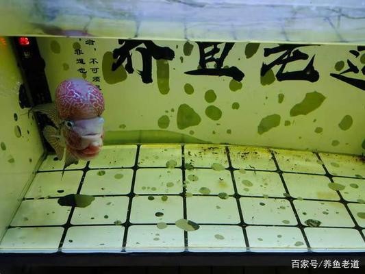 森森過(guò)濾桶官網(wǎng)（森森過(guò)濾桶評(píng)測(cè)）