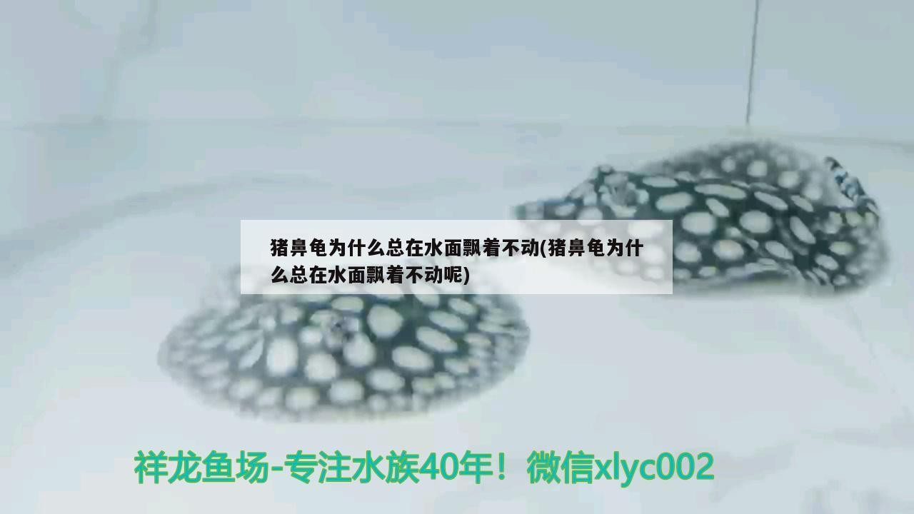 豬鼻龜為什么總在水面飄著不動(豬鼻龜為什么總在水面飄著不動呢)