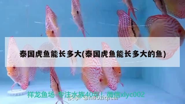 泰國虎魚能長多大(泰國虎魚能長多大的魚)