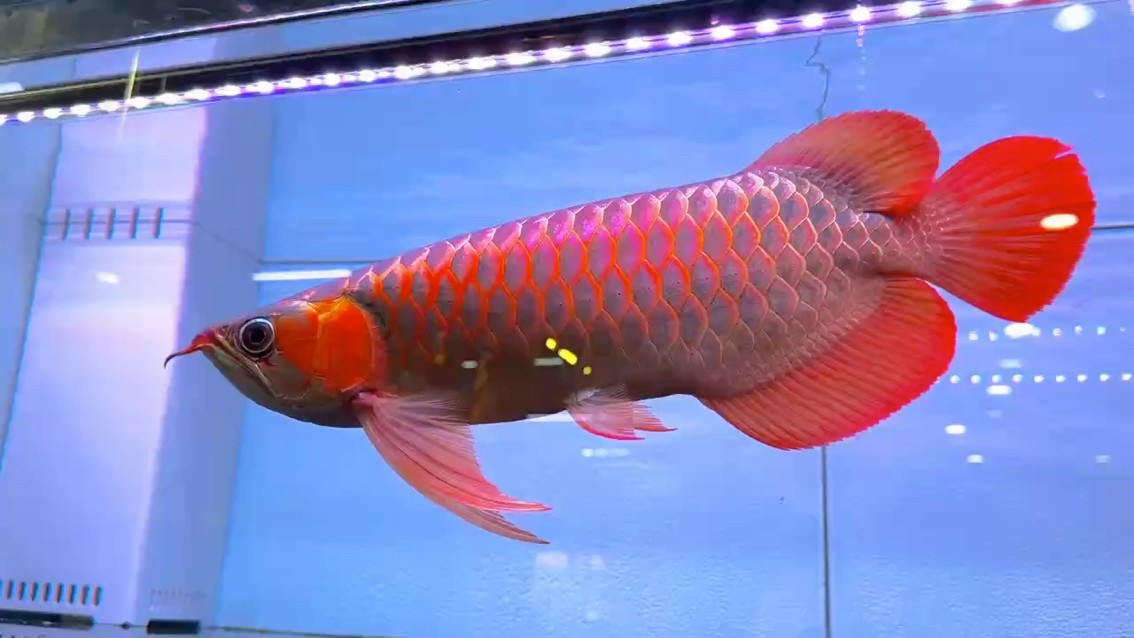 戰車體下掛胸鰭大湖魚 尺寸43cm 滿腮發色 鐮刀鰭 七鰭張力足 大鰭大尾