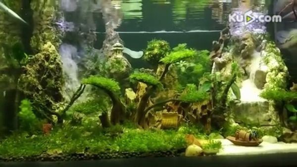 成品魚缸怎么造景好看：莫斯缸魚缸造景技術(shù)