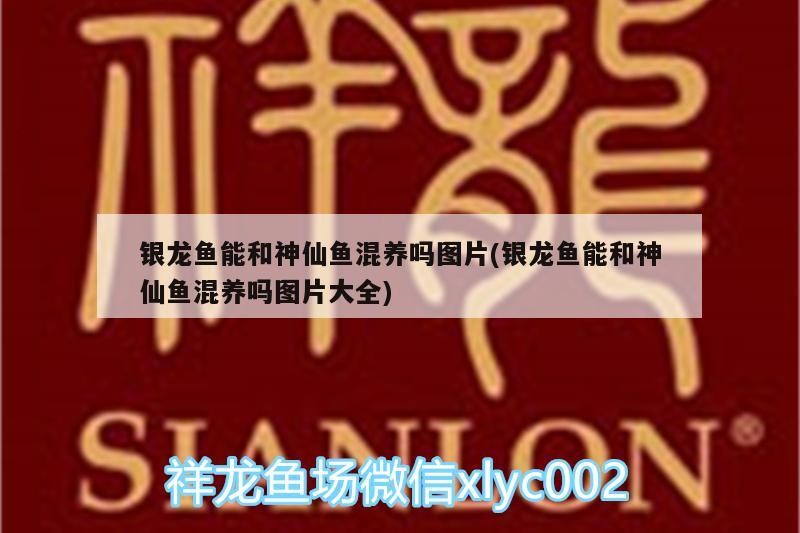 紅龍魚繁殖成功率高嗎，紅龍魚人工繁殖操作指南