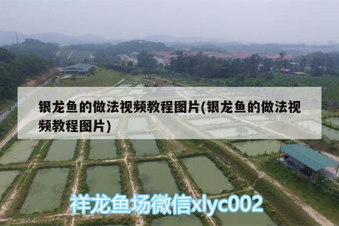銀龍魚的做法視頻教程圖片(銀龍魚的做法視頻教程圖片)