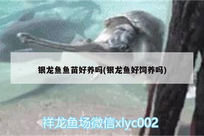銀龍魚魚苗好養嗎(銀龍魚好飼養嗎)
