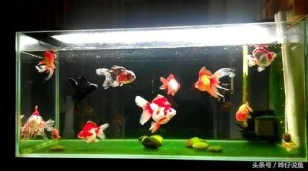 玻璃魚缸養(yǎng)金魚好嗎：玻璃魚缸養(yǎng)金魚是否合適