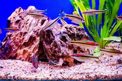 扁平魚缸造景效果圖：制作扁平魚缸造景效果圖的一些基本步驟和要點