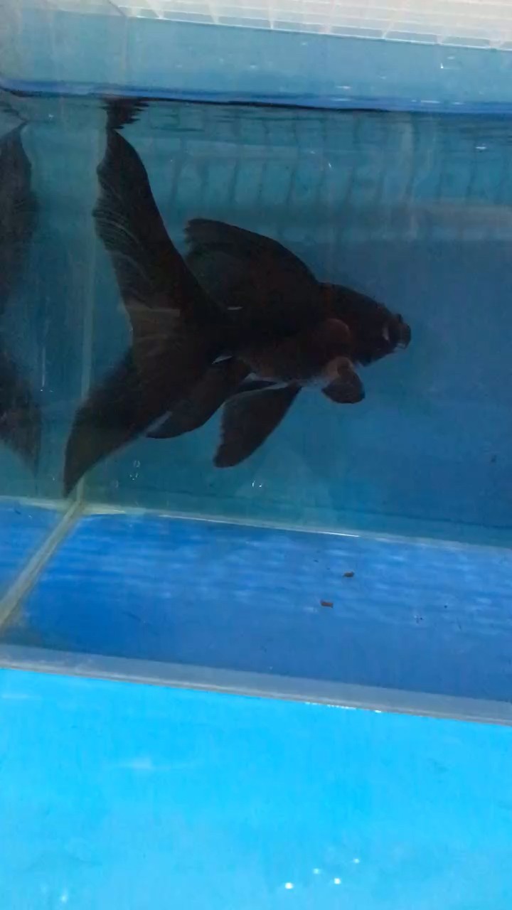 蝴蝶鯉配魚，滿身都是鰭的墨蝶