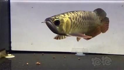 龍魚尺寸
