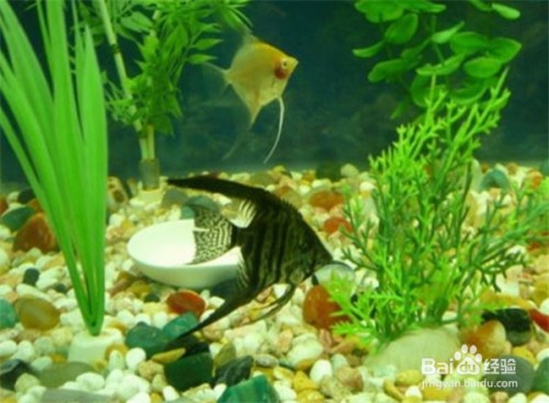 森森底濾魚缸怎么樣（森森底濾魚缸好嗎）
