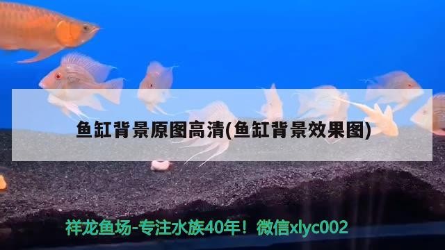 魚缸背景原圖高清(魚缸背景效果圖)