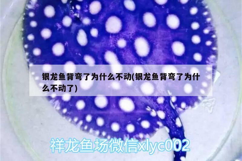 銀龍魚背彎了為什么不動(銀龍魚背彎了為什么不動了)