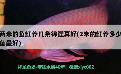 兩米的魚缸養幾條錦鯉真好(2米的缸養多少魚最好)