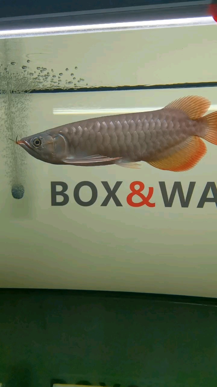 新手養魚！