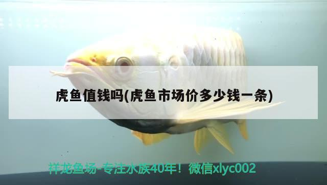 虎魚值錢嗎(虎魚市場價多少錢一條)