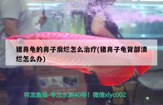 豬鼻龜的鼻子腐爛怎么治療(豬鼻子龜背部潰爛怎么辦)