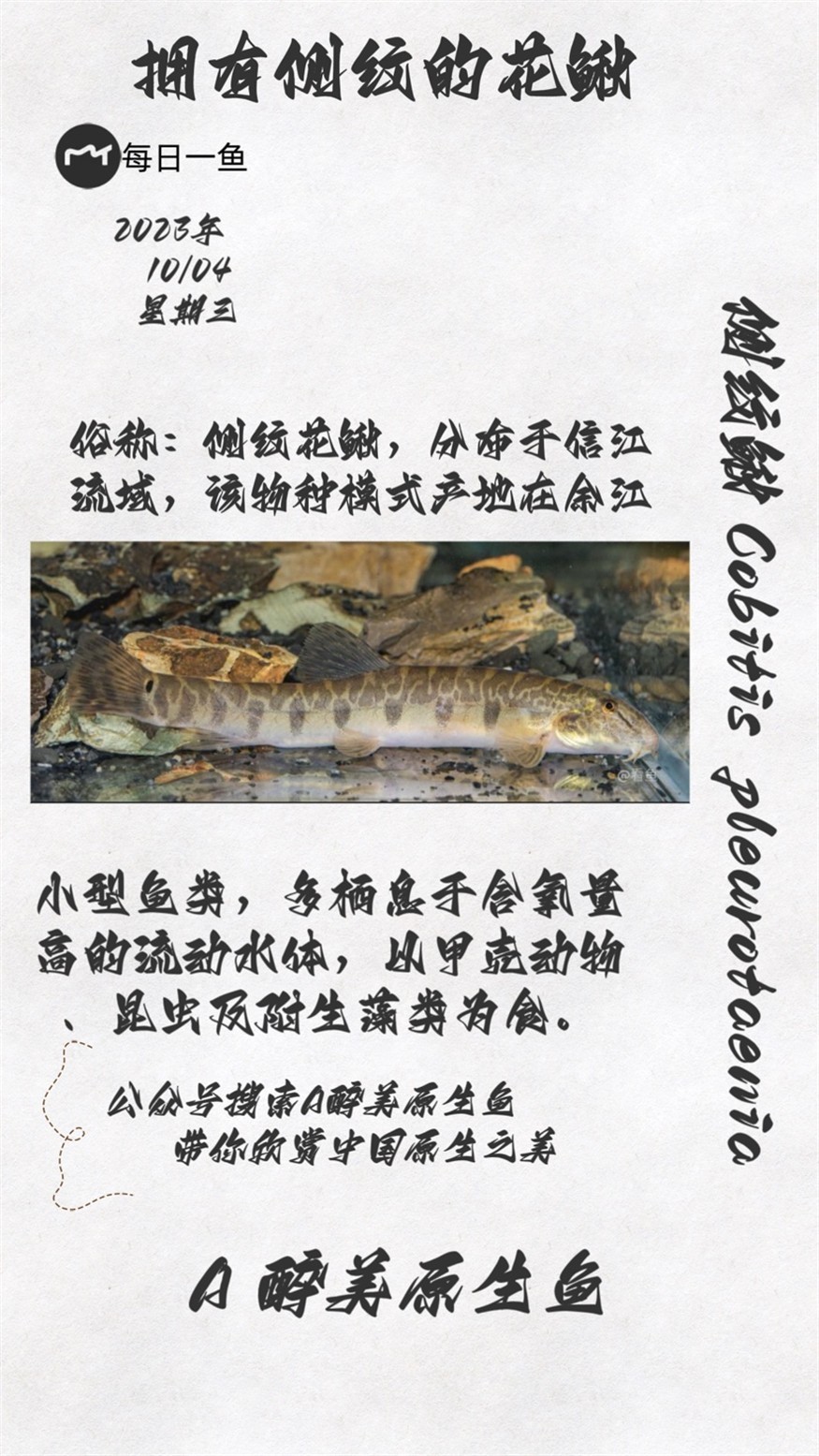 側紋鰍