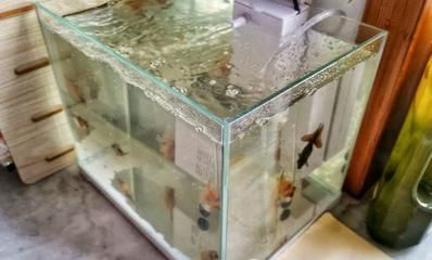 半圓魚(yú)缸養(yǎng)什么魚(yú)好看：半圓型魚(yú)缸適合養(yǎng)一些小金魚(yú)或孔雀魚(yú)、紅綠燈之類(lèi)的小魚(yú) 半圓魚(yú)缸養(yǎng)什么魚(yú)好看：半圓型魚(yú)缸適合養(yǎng)一些小金魚(yú)或孔雀魚(yú)、紅綠燈之類(lèi)的小魚(yú) 魚(yú)缸百科 第1張