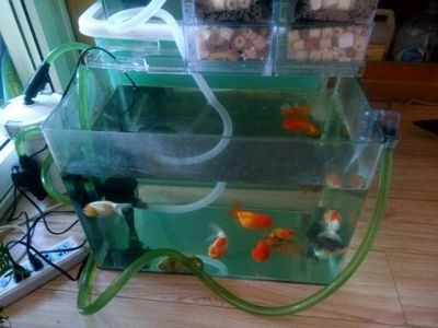 半圓魚(yú)缸養(yǎng)什么魚(yú)好看：半圓型魚(yú)缸適合養(yǎng)一些小金魚(yú)或孔雀魚(yú)、紅綠燈之類(lèi)的小魚(yú) 半圓魚(yú)缸養(yǎng)什么魚(yú)好看：半圓型魚(yú)缸適合養(yǎng)一些小金魚(yú)或孔雀魚(yú)、紅綠燈之類(lèi)的小魚(yú) 魚(yú)缸百科 第3張